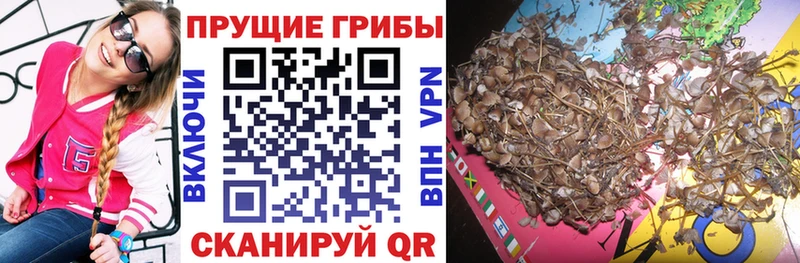 Псилоцибиновые грибы GOLDEN TEACHER  blacksprut ССЫЛКА  Нововоронеж 